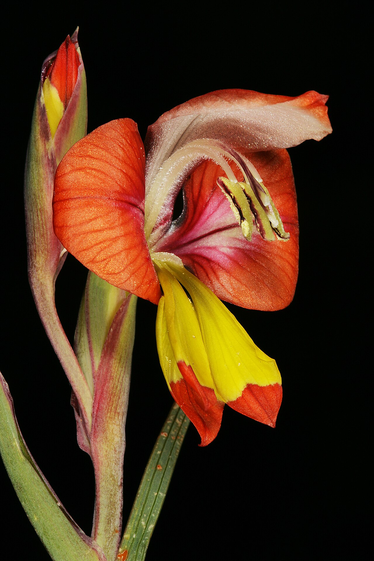 Turkey-chick: Gladiolus alatus , flower; Farm Oorlogskloof, Nieuwoudtville, Northern Cape, South Africa