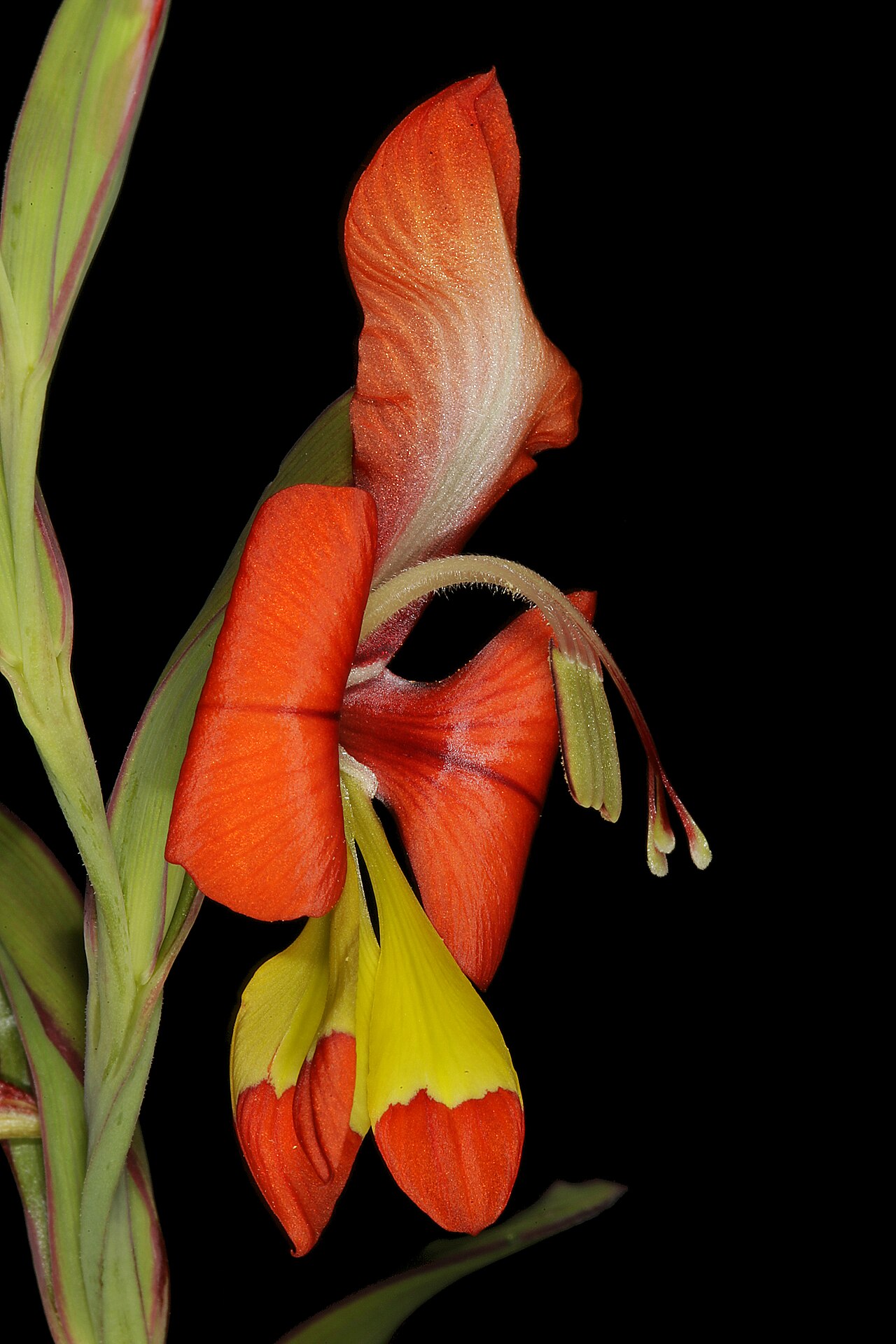 Turkey-chick: Gladiolus alatus , flower; Nieuwoudtville, along Grasberg Road just past Willemsrivier on sandstone, Northern Cape, South Africa