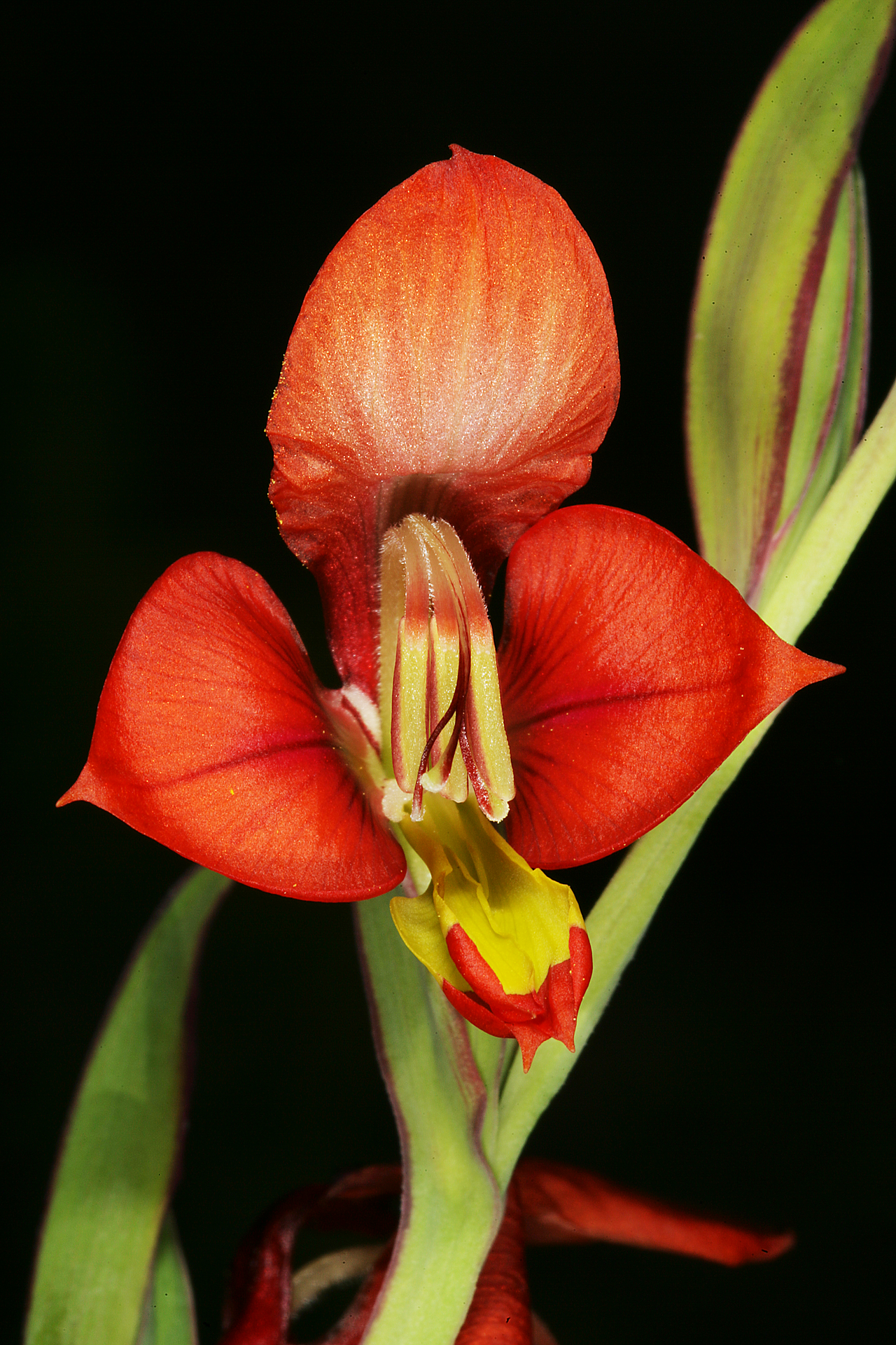 Turkey-chick: Gladiolus alatus , flower; Nieuwoudtville, along Grasberg Road just past Willemsrivier on sandstone, Northern Cape, South Africa
