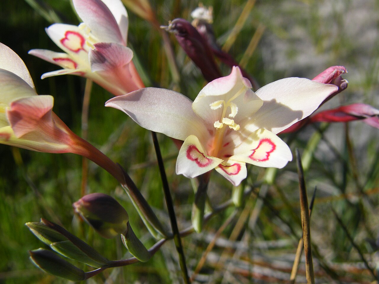 Gladiolus angustus: Damp Soils