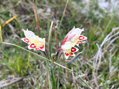 Gladiolus angustus (Gladiolus angustus)