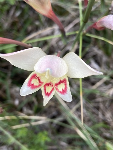 Gladiolus angustus (Gladiolus angustus)