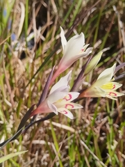 Gladiolus angustus (Gladiolus angustus)