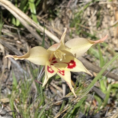 Gladiolus angustus (Gladiolus angustus)