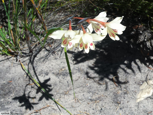 Gladiolus angustus (Gladiolus angustus)