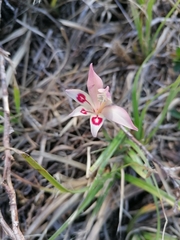 Gladiolus angustus (Gladiolus angustus)