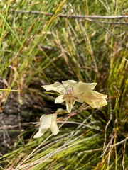 Gladiolus angustus (Gladiolus angustus)