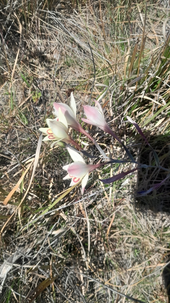 Gladiolus angustus (Gladiolus angustus)