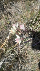 Gladiolus angustus (Gladiolus angustus)