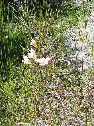 Gladiolus angustus: Damp soils