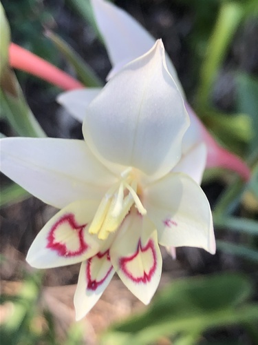 Gladiolus angustus (Gladiolus angustus)