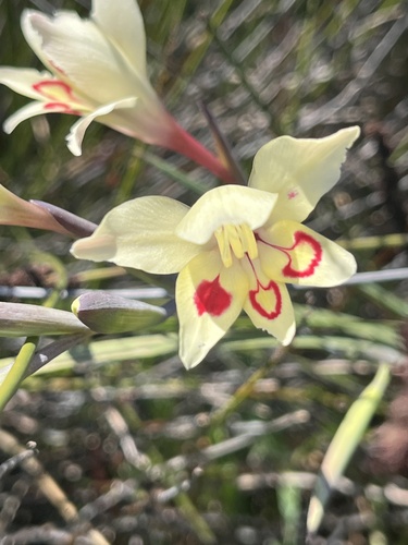 Gladiolus angustus (Gladiolus angustus)