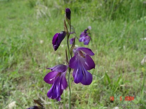 Gladiolus atroviolaceus (Gladiolus atroviolaceus)