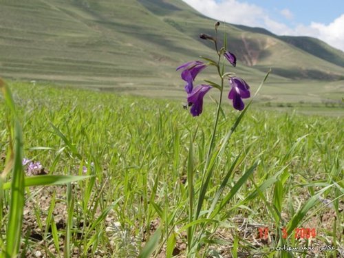 Gladiolus atroviolaceus (Gladiolus atroviolaceus)