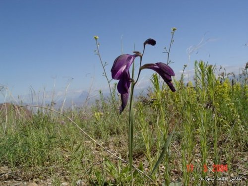 Gladiolus atroviolaceus (Gladiolus atroviolaceus)