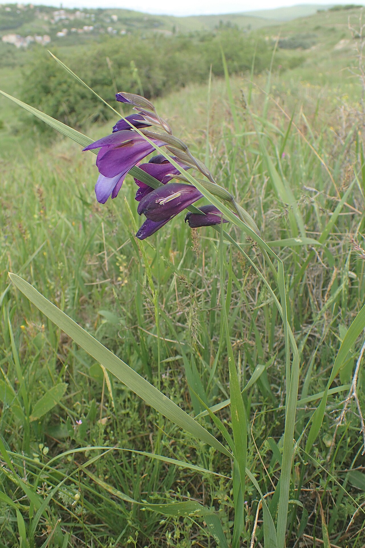 Gladiolus atroviolaceus: Gladiolus atroviolaceus in Voghjaberd, Armenia