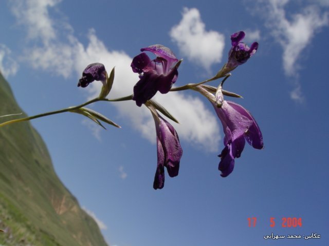 Gladiolus atroviolaceus (Gladiolus atroviolaceus)