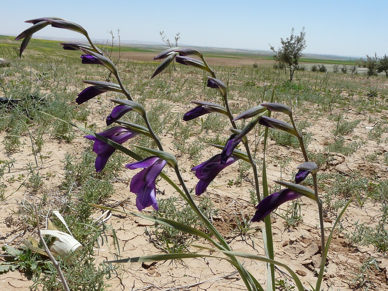 Gladiolus atroviolaceus: Wild plant in an arable field in Jordan.