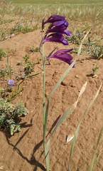 Gladiolus atroviolaceus (Gladiolus atroviolaceus)