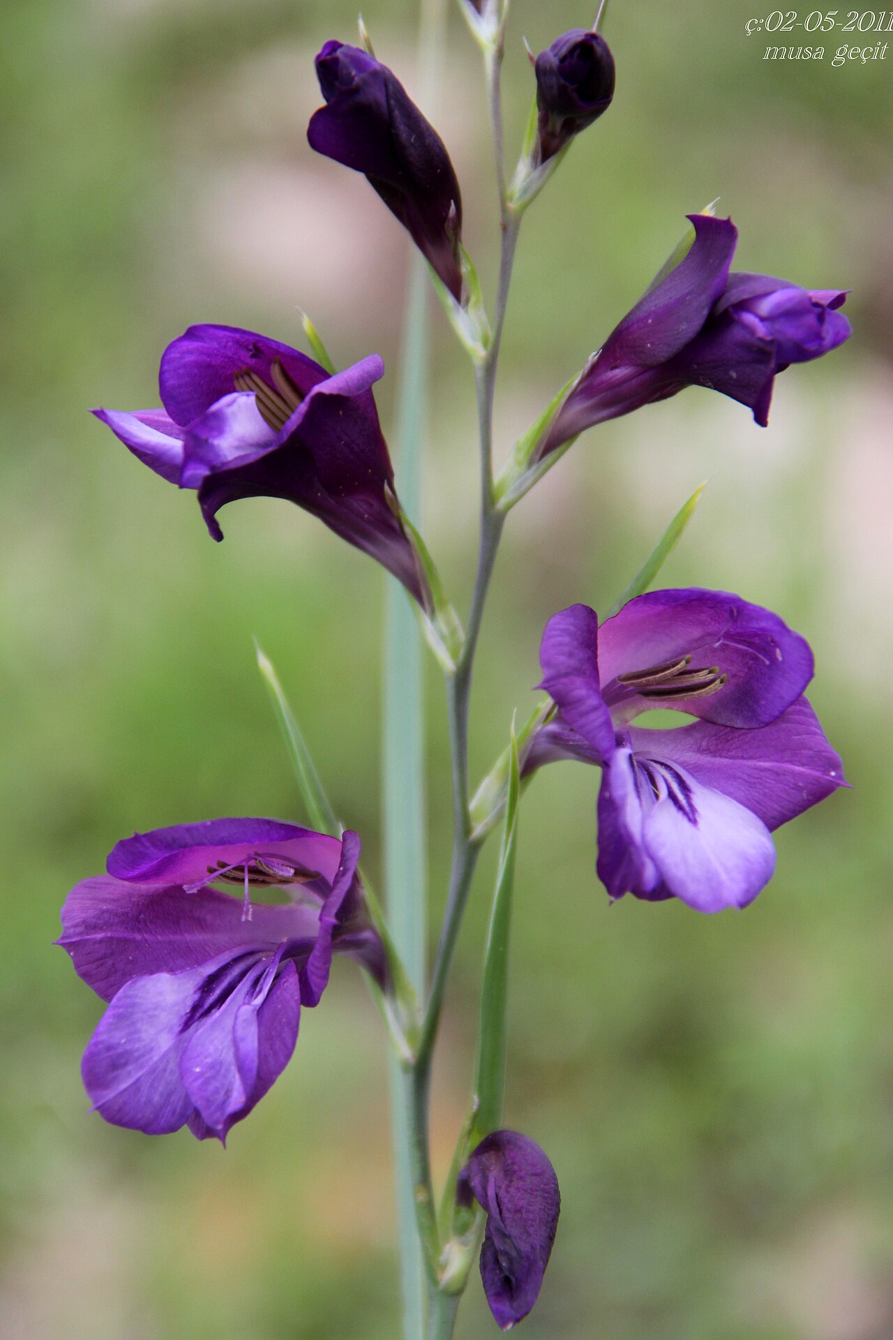 Gladiolus atroviolaceus: Yer:Mardin Gladiolus atroviolaceus