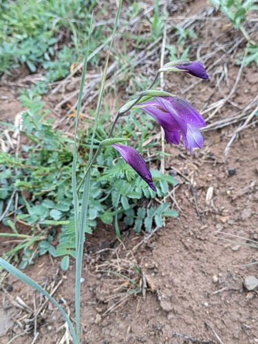 Gladiolus atroviolaceus (Gladiolus atroviolaceus)