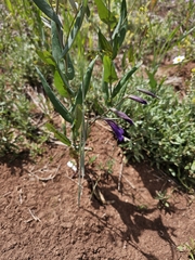 Gladiolus atroviolaceus (Gladiolus atroviolaceus)
