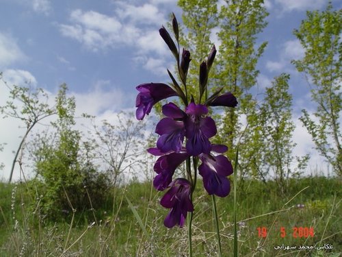 Gladiolus atroviolaceus (Gladiolus atroviolaceus)