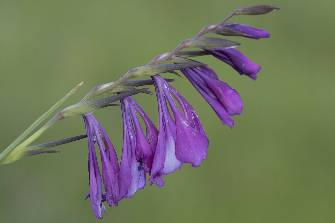 Gladiolus atroviolaceus: Gladiolus atroviolaceus . Obrukbaşı, Saimbeyli - Adana, Turkey.