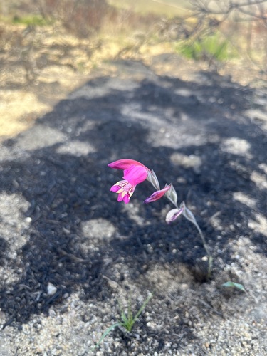 Gladiolus brevifolius (Gladiolus brevifolius)
