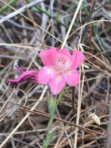 Gladiolus brevifolius (Gladiolus brevifolius)