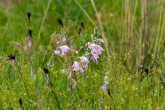 Gladiolus brevifolius (Gladiolus brevifolius)