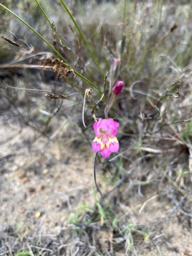 Gladiolus brevifolius (Gladiolus brevifolius)