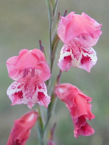 Gladiolus brevifolius (Gladiolus brevifolius)