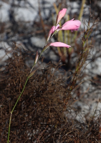 Gladiolus brevifolius (Gladiolus brevifolius)