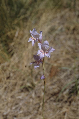 Gladiolus brevifolius (Gladiolus brevifolius)