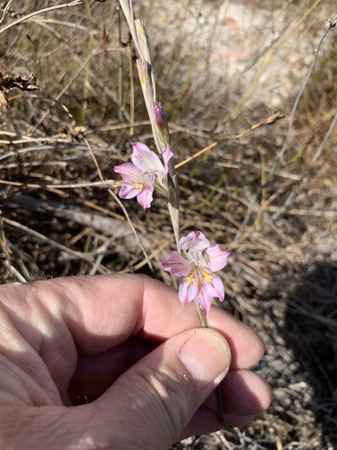 Gladiolus brevifolius (Gladiolus brevifolius)