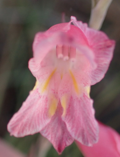 Gladiolus brevifolius (Gladiolus brevifolius)