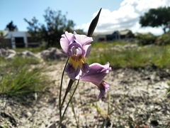 Blue afrikaner (Gladiolus carinatus)