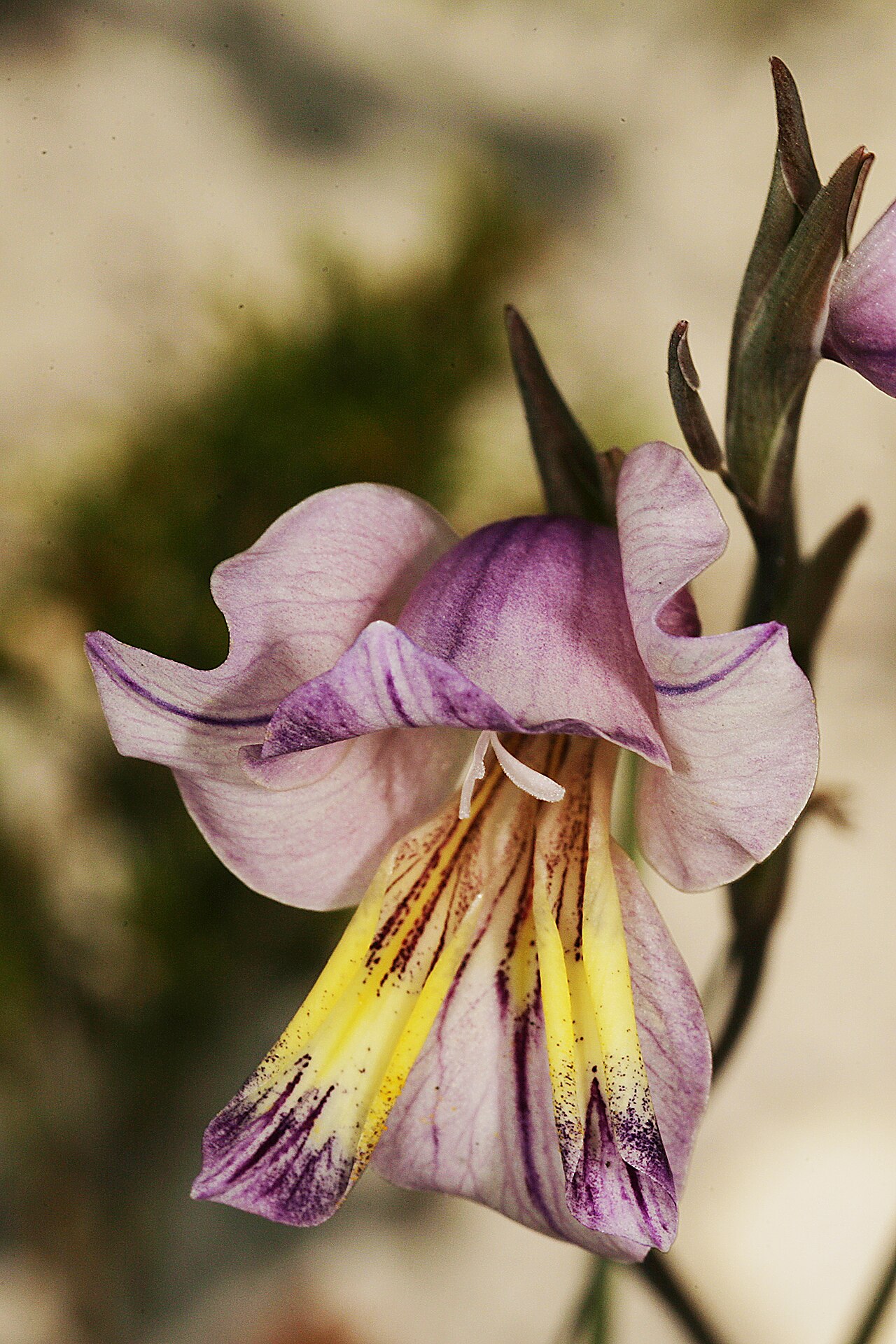 Blue afrikaner: Gladiolus carinatus , flower; Table Mountain National Park, Kommetjie, Slangkop above Monastery, Western Cape, South Africa