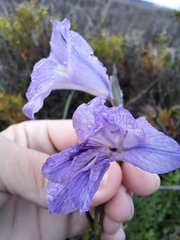 Blue afrikaner (Gladiolus carinatus)