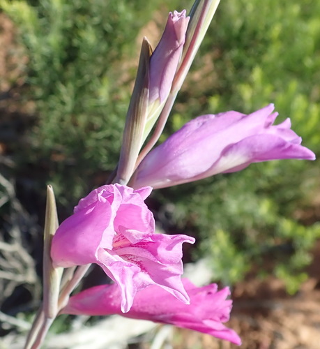 Blue afrikaner (Gladiolus carinatus)