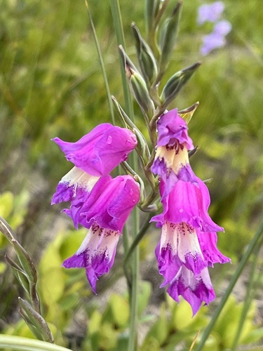 Blue afrikaner (Gladiolus carinatus)