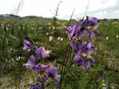 Blue afrikaner (Gladiolus carinatus)