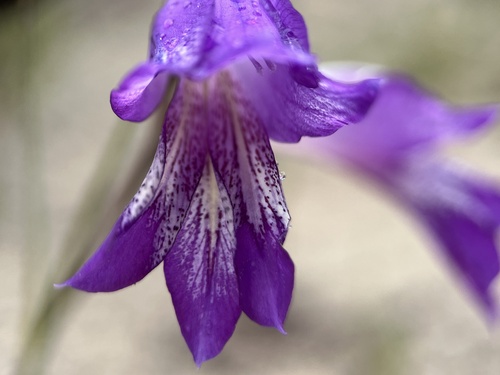 Blue afrikaner (Gladiolus carinatus)