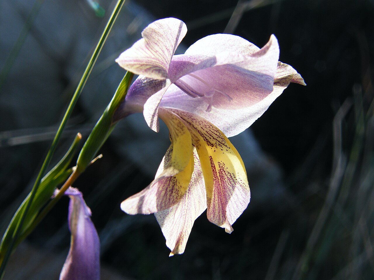 Blue afrikaner: Gladiolus carinatus