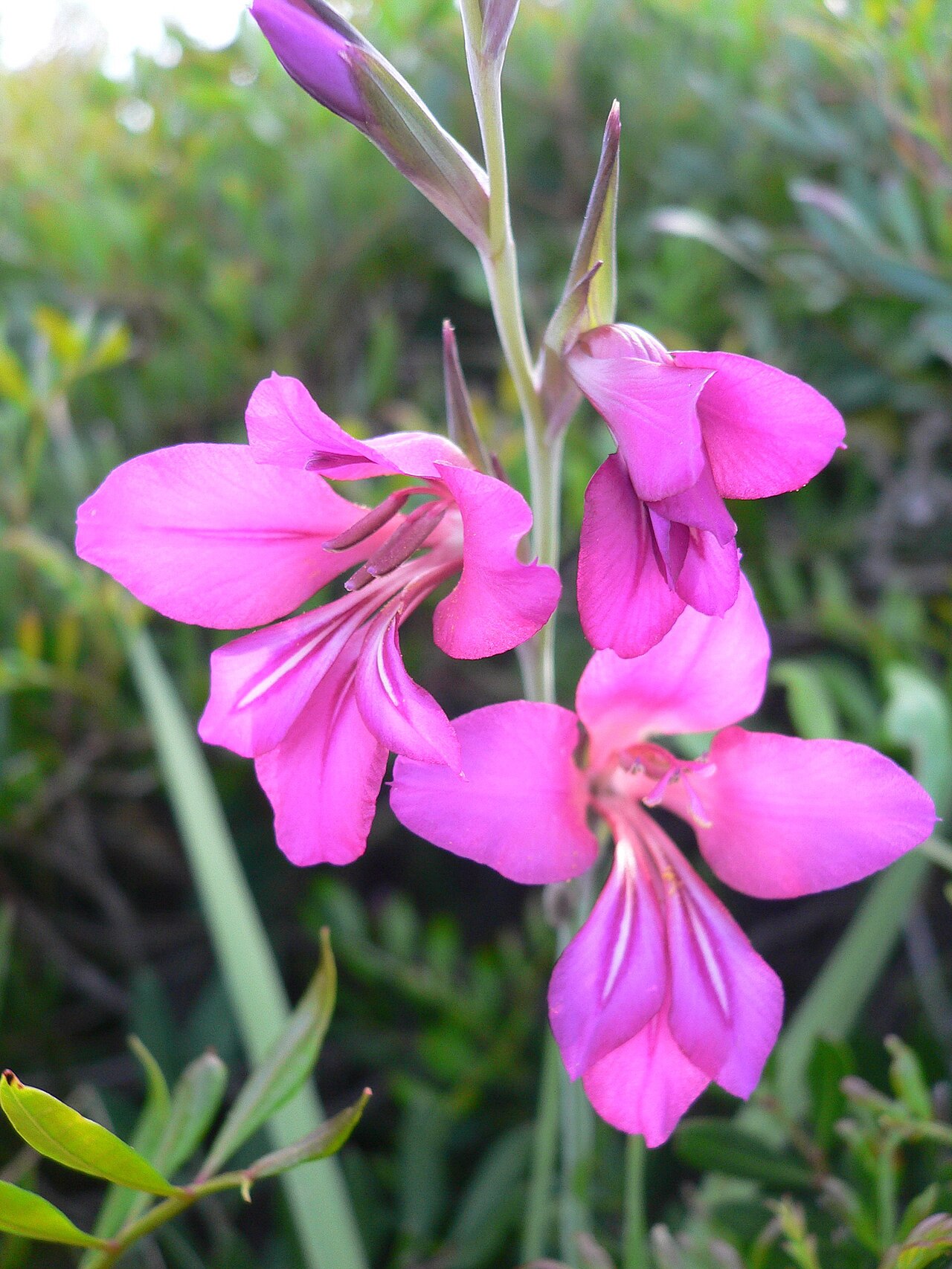 Cornflag: Fiore di Gladiolus communis