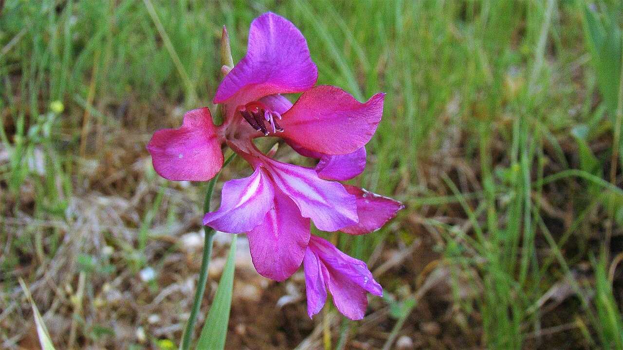 Cornflag: Gladiolus communis. Gladiolu (detalle flor).