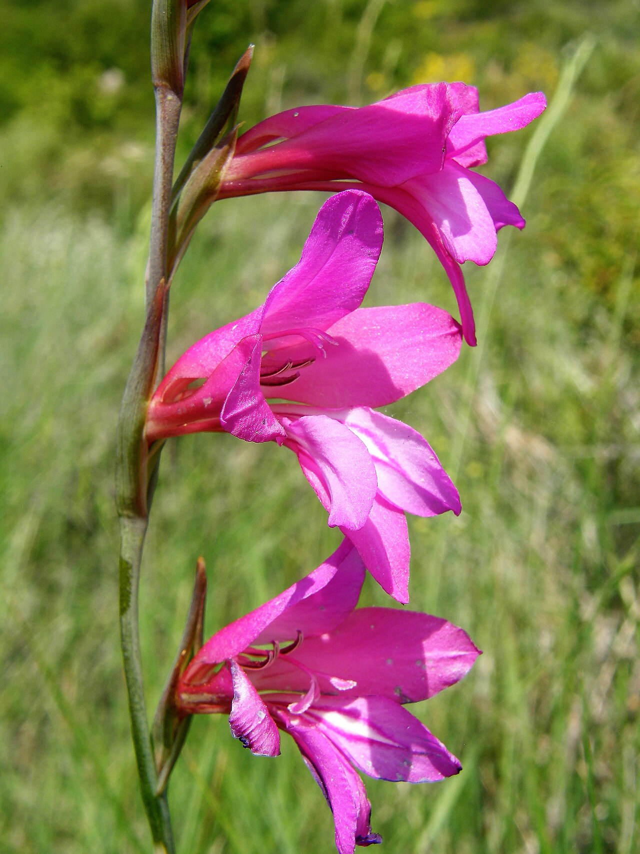 Cornflag: Gladiolus communis. Gladiolu.