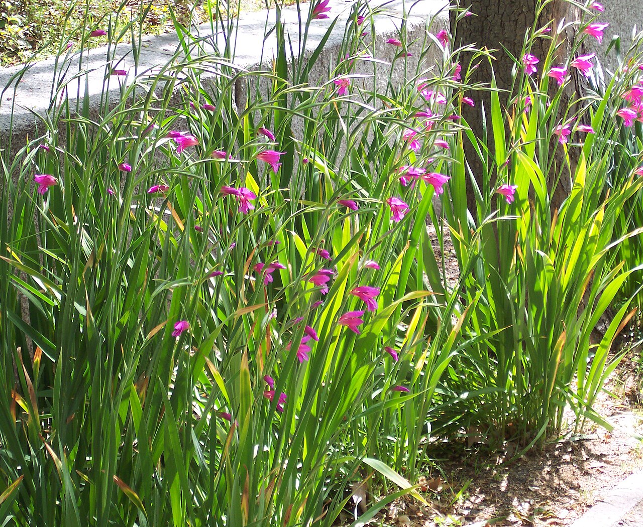 Cornflag: Gladiolus communis . Real Jardín Botánico, Madrid.