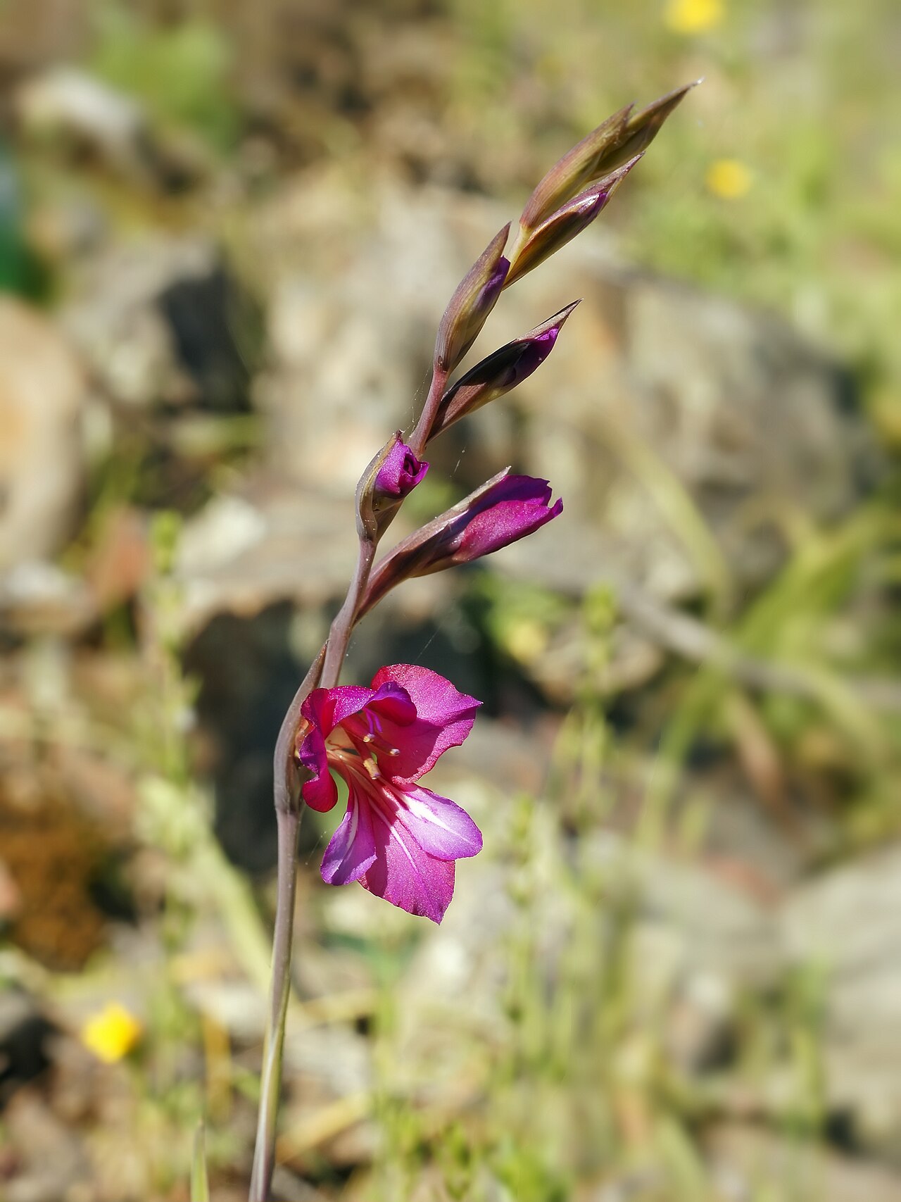 Cornflag: Sword Lily in Sardinia, Italy